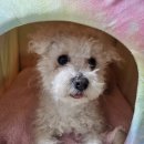 파수길 Daum카페