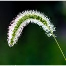 강아지풀 이미지