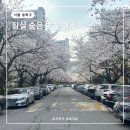 잠실역6번출구(잠실주공아파트쪽문) | 잠실 5단지 서울 벚꽃 명소 나만 아는 곳 봄 데이트