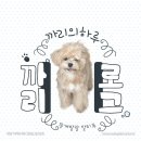 깔꼼 애견미용실 이미지