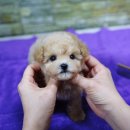 샵펫 강아지분양 울산점 이미지