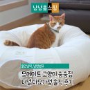 묘나하우스 | 묘메이트 고양이 숨숨집 터널 다묘가정에서 사용해본 솔직 후기