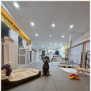 가히애견 이미지