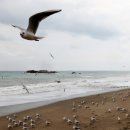 갈매기나라 - 강서구 곰달래로 140 | 갈매기나라