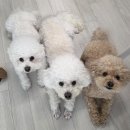 본바른 동물의료센터 이미지