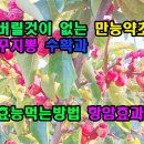버릴것이 없는 만능약초 꾸지뽕 수확과 효능먹는방법 이미지
