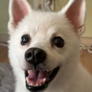 영희비어 이미지