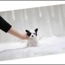 더독스 강아지분양 서울 이미지