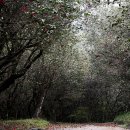 옥룡사지 이미지