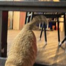 댕 그루밍 이미지