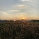 순천만습지 이미지