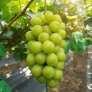 아이엠팜 이미지