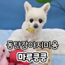 동탄 강아지 미용실 마루킁킁 포메 전체미용 버블스파 후기
