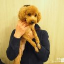 퍼피홀릭 제주 이미지