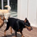 썸바디 독스 이미지