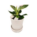 상무본가장어 | 10월 일상 기록