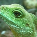 카멜레온 이미지