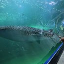 제주해양과학관 (아쿠아플라넷) 이미지