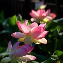 동국어패류 이미지