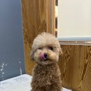 도도 그루밍 이미지