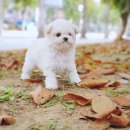 YOMIDOG
