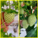 팔금농장 이미지