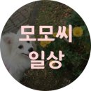 모모268 이미지