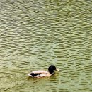 당구사랑 이미지