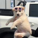 (주)허공 | [부산동물보호센터] 유기견봉사후기 2026.3 ④