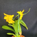 Odontocidium Mayfair 'RCW' FCC/AOS 이미지