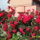 달구지마을 이미지