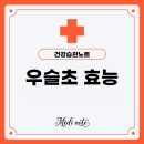 우슬초 | 우슬초 효능 우슬차 섭취 방법