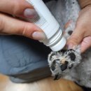 버디코너 | 강아지 발바닥 보습제 퓨어버디 포우 에센스로 멍구 발사탕 관리 시작했어요 🐶
