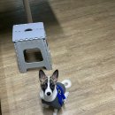 영대연합동물병원 이미지