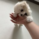 지능미용실 | 🐶푸숑 성장기ㅣ 성견크기,성격등 실제 견주 후기
