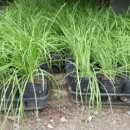 자양꽃직매장 이미지