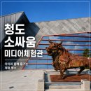 소싸움 | 청도 소싸움미디어체험관 후기 | 아이들이 생각보다 더 좋아했던 청도 실내 명소