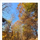 치악산둘레길 9코스 자작나무길 이미지