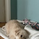 [ 덴탈껌 개껌 , 강아지간식 '주식회사 펫투데이' ]