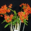 오어트릿 이미지