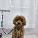 이쁜멍멍 이미지