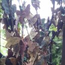 아리랑-和 이미지