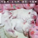 오원석 황금동물병원 이미지