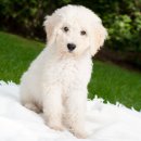 곱슬강아지 이미지