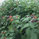 성내농장 이미지