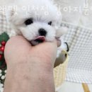 펫앤펫 인천점 강아지분양의 모든것 네이버블로그