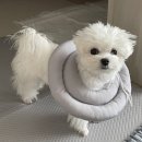 목감동물병원 이미지