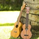 우쿨렐레 악기 연주 이미지