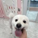 로즈멍 이미지