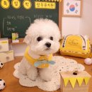 좋은소리유치원 | 광주 애견유치원 멈무유치원 교육반 후기 및 소개